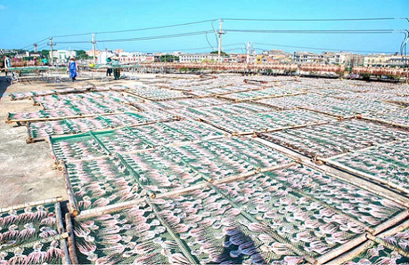 Гуансид?? Бейхайында балы?шылар мол ?н?м алды