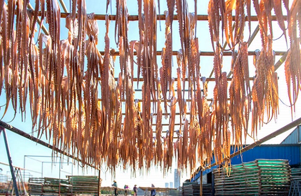 Гуансид?? Бейхайында балы?шылар мол ?н?м алды