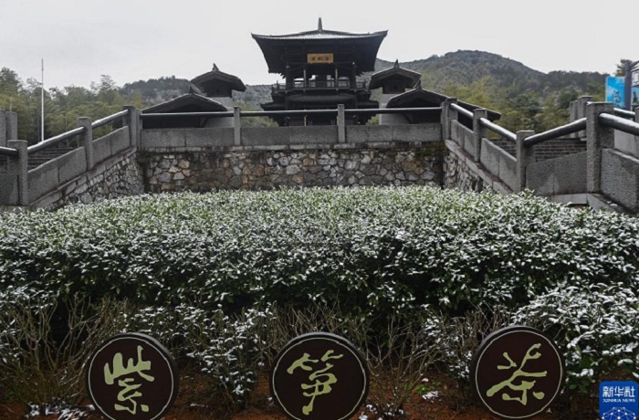 Чансин к?лг?н бамбук шайыны? хош и?с? ?асырлар бойы а??ыды