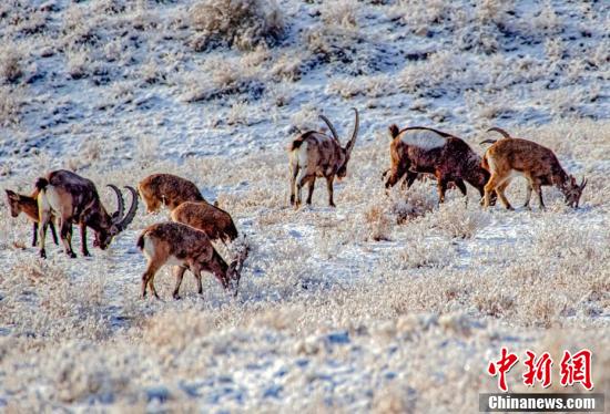 Шы?жа?ны? Мо???лк?ре ауданыны? тауында?ы т?уешк?лерд?? саны артып келед?