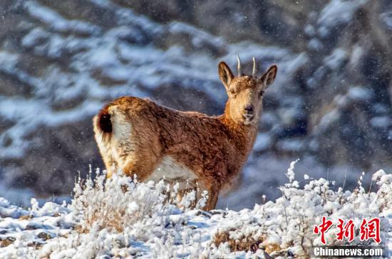 Шы?жа?ны? Мо???лк?ре ауданыны? тауында?ы т?уешк?лерд?? саны артып келед?