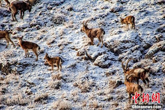 Шы?жа?ны? Мо???лк?ре ауданыны? тауында?ы т?уешк?лерд?? саны артып келед?