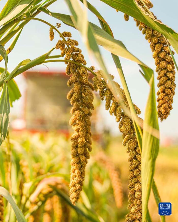 2022 жылы елдег? асты? ?нд?р?с?н?? жалпы к?лем? 686,55 миллиард килограмм?а жетт?