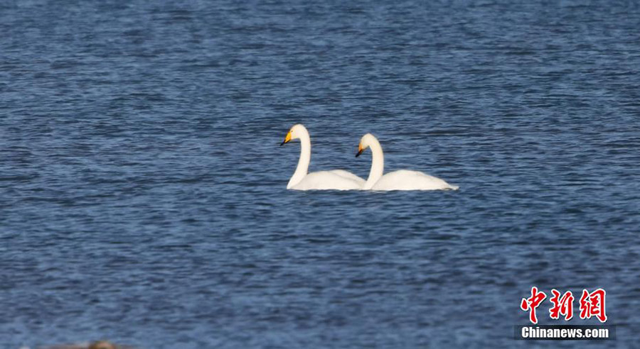 ?ыс?ы Сайрам: к?ркем ?ысты? ерк?н ?м?р?