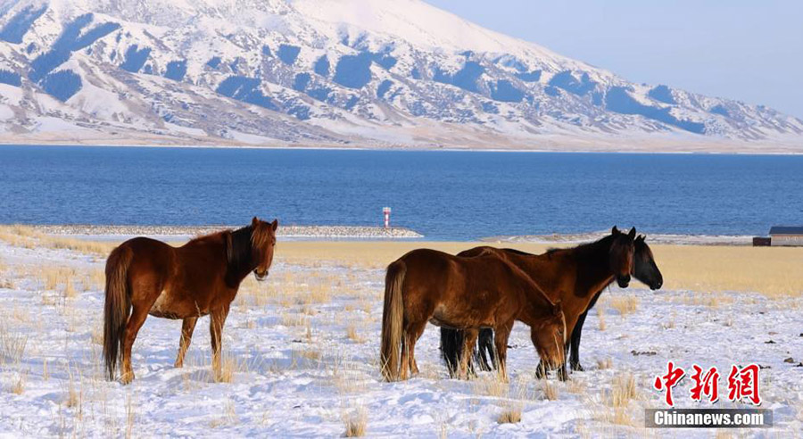 ?ыс?ы Сайрам: к?ркем ?ысты? ерк?н ?м?р?