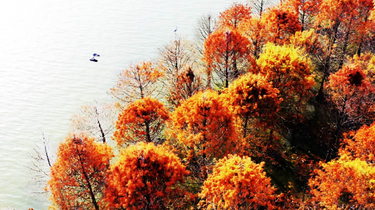 ?ыста Балихэ ?зен? са?асында?ы сымпылдай ?ш?ан ??стар