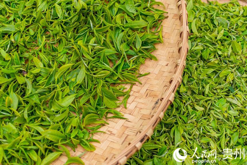 Гуйчжоу Пуаньда Жа?а жылда жасыл шайды? ал?аш?ы ?н?м? жиналды