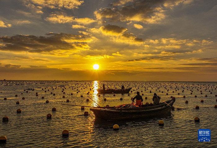 Шаньдунны? Жунчэнында балы? шаруашылы?ы жанданды