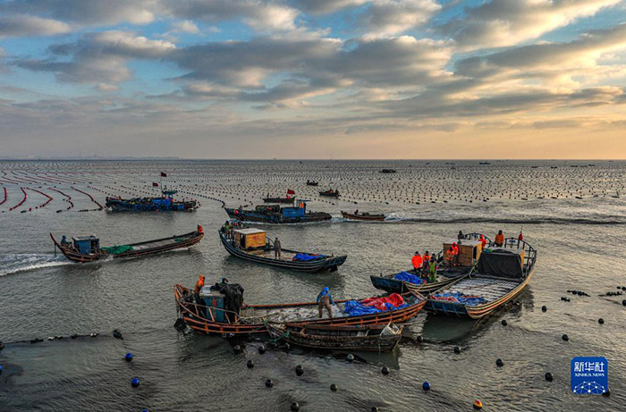 Шаньдунны? Жунчэнында балы? шаруашылы?ы жанданды