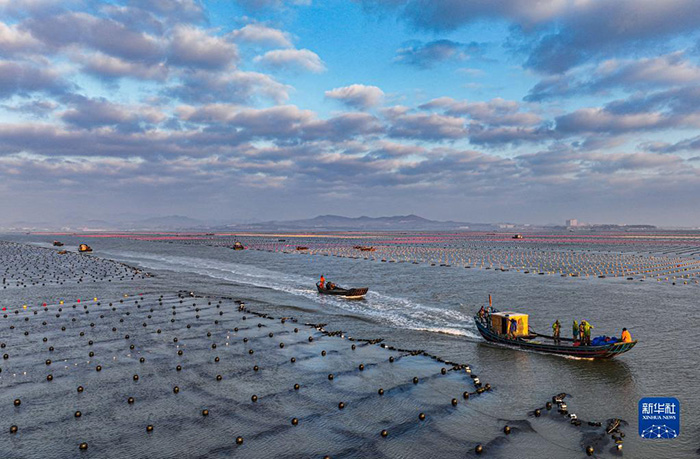 Шаньдунны? Жунчэнында балы? шаруашылы?ы жанданды