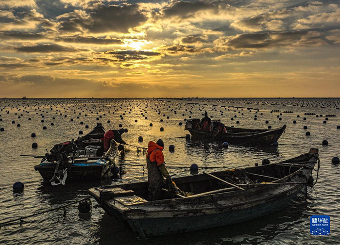 Шаньдунны? Жунчэнында балы? шаруашылы?ы жанданды