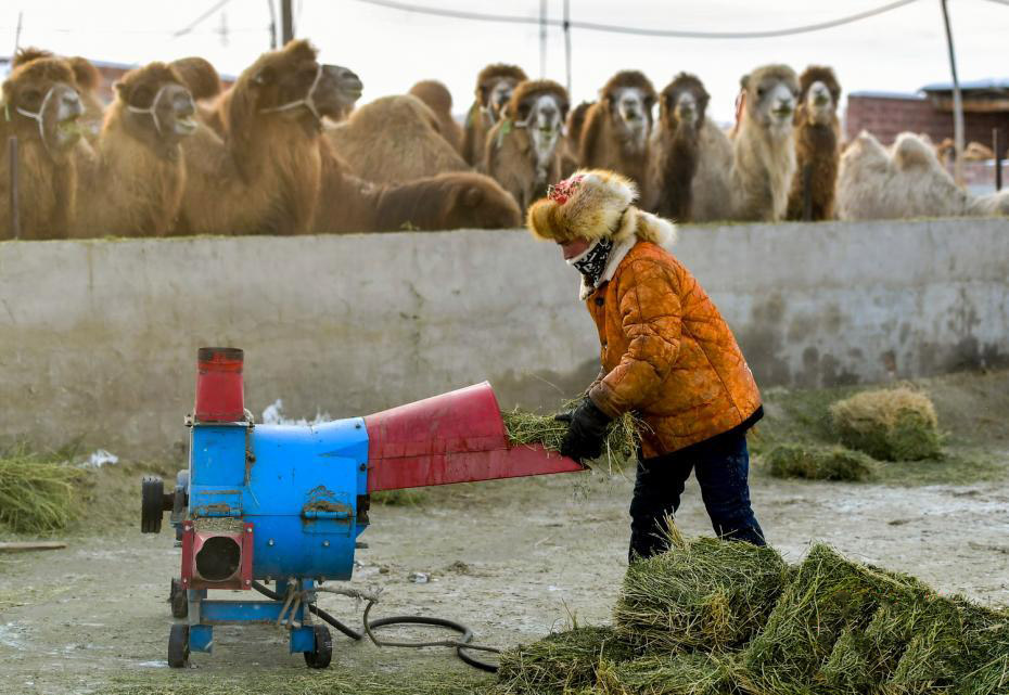 Шы?жа?ны? Бурылто?ай ауданы т?йе ?нерк?с?б?н?? ?ар?ынды дамуын ?олдап, малшылар к?р?с?н арттырды