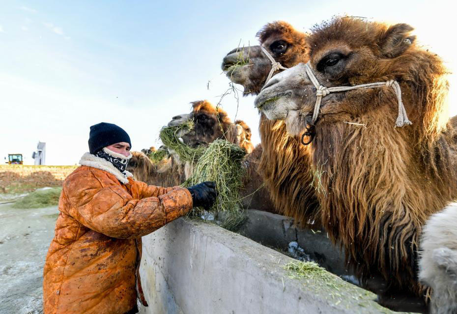 Шы?жа?ны? Бурылто?ай ауданы т?йе ?нерк?с?б?н?? ?ар?ынды дамуын ?олдап, малшылар к?р?с?н арттырды