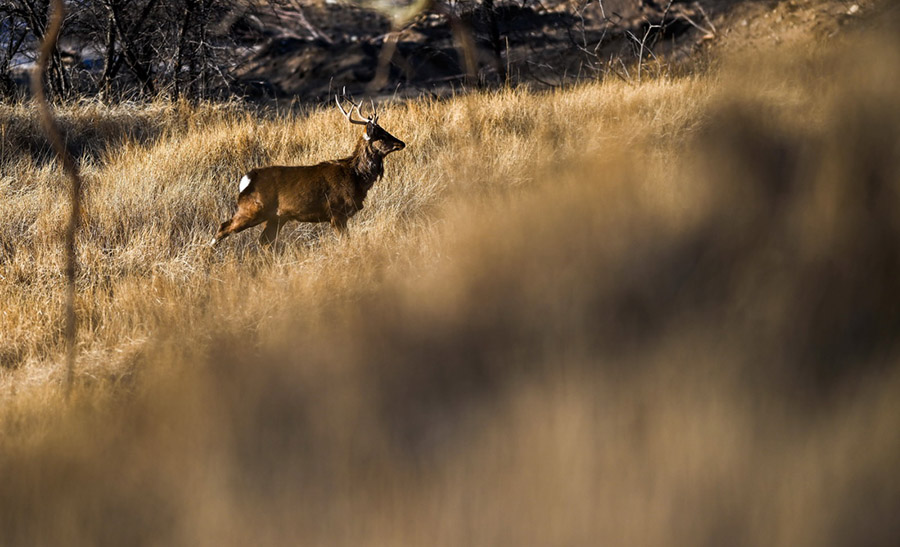 ?шк? Мо??ол: к?рк? к?з с?йс?нд?рет?н Луанхен алабы