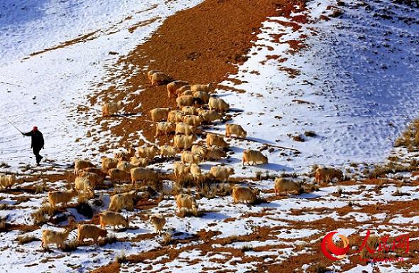 Ганьсу ?лкес? Чжанье ?аласы ма?ында?ы ?арлы даланы? к?ктемг? шаруашылы?ы