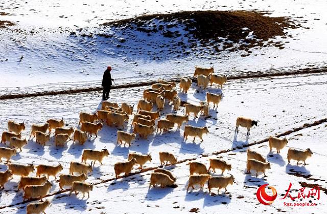 Ганьсу ?лкес? Чжанье ?аласы ма?ында?ы ?арлы даланы? к?ктемг? шаруашылы?ы