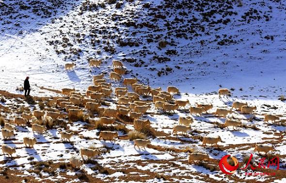 Ганьсу ?лкес? Чжанье ?аласы ма?ында?ы ?арлы даланы? к?ктемг? шаруашылы?ы