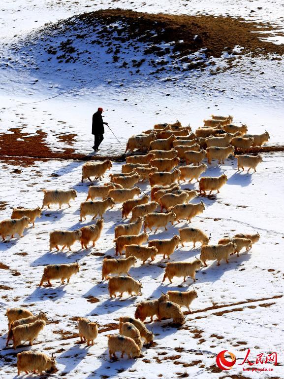 Ганьсу ?лкес? Чжанье ?аласы ма?ында?ы ?арлы даланы? к?ктемг? шаруашылы?ы