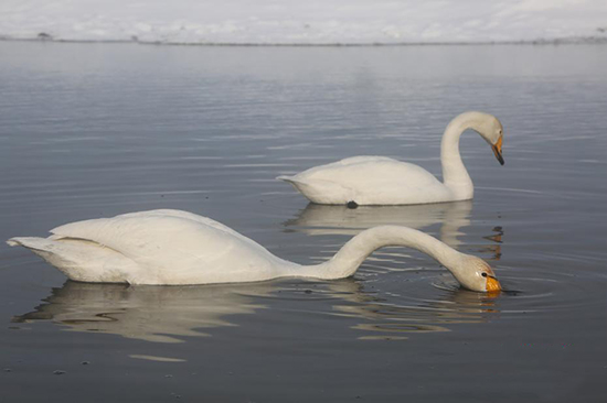 Шы?жа?ны? Мо???лк?ре ауданында?ы сазды жердег? сампылдай ?ш?ан а??улар