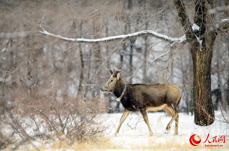 К?ктемг? ?ар ?ст?нде ойна?та?ан б?ландар