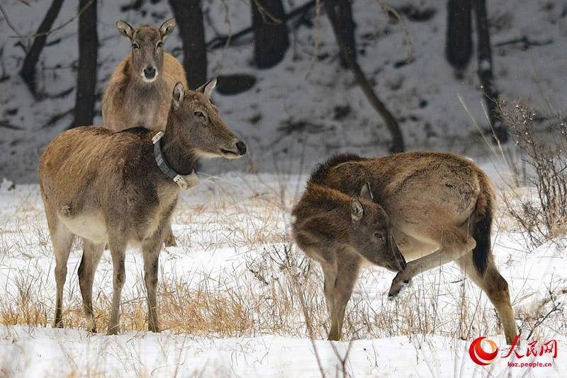 К?ктемг? ?ар ?ст?нде ойна?та?ан б?ландар
