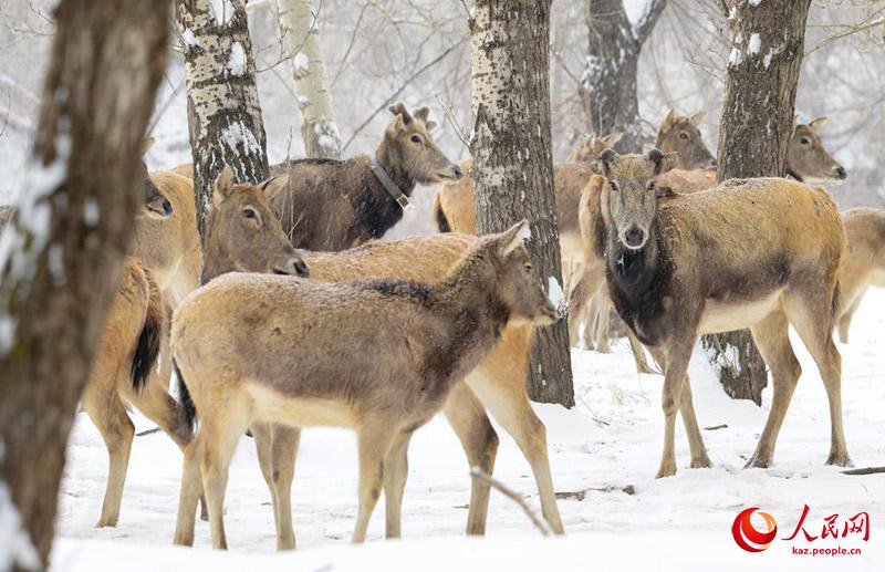 К?ктемг? ?ар ?ст?нде ойна?та?ан б?ландар