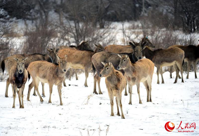 К?ктемг? ?ар ?ст?нде ойна?та?ан б?ландар