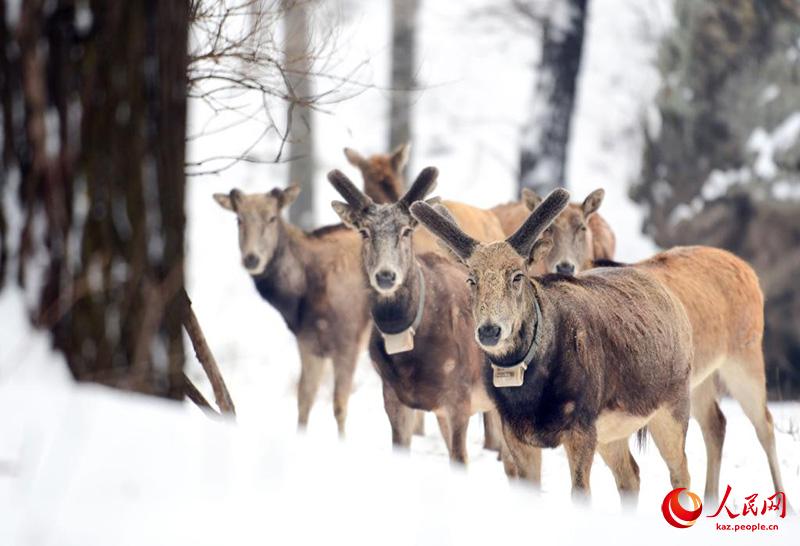К?ктемг? ?ар ?ст?нде ойна?та?ан б?ландар