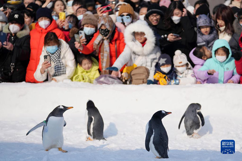 Харбинь: ?Пингвин круиз?? ?она?тарды баурады