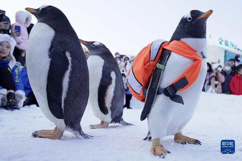 Харбинь: ?Пингвин круиз?? ?она?тарды баурады