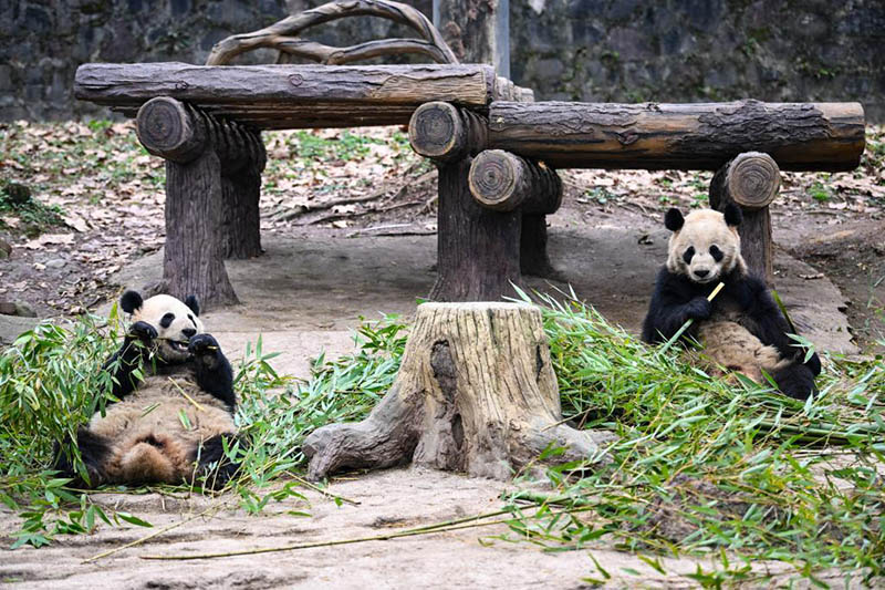 К?ктемг? к?нн?? шуа?ына шомыл?ан пандалар