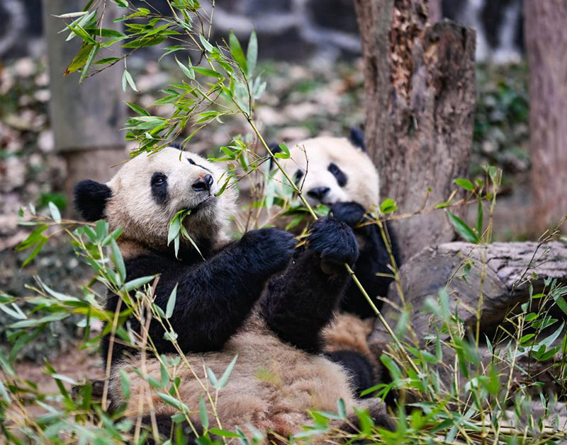 К?ктемг? к?нн?? шуа?ына шомыл?ан пандалар