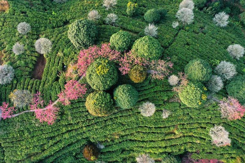 ??йг?л? ?ытай шайы мекен?ндег?? к?ктем к?рк?