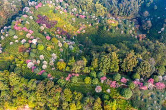 ??йг?л? ?ытай шайы мекен?ндег?? к?ктем к?рк?