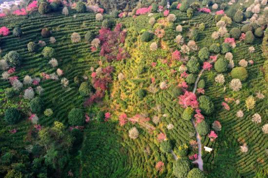 ??йг?л? ?ытай шайы мекен?ндег?? к?ктем к?рк?