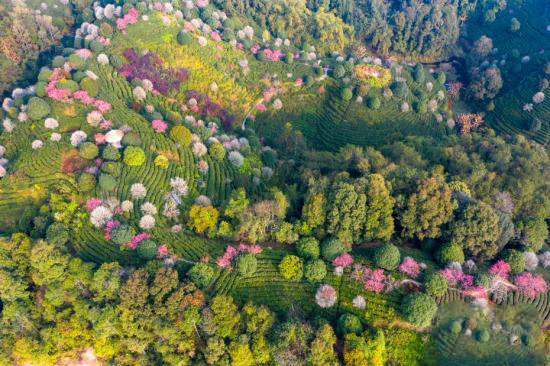 ??йг?л? ?ытай шайы мекен?ндег?? к?ктем к?рк?