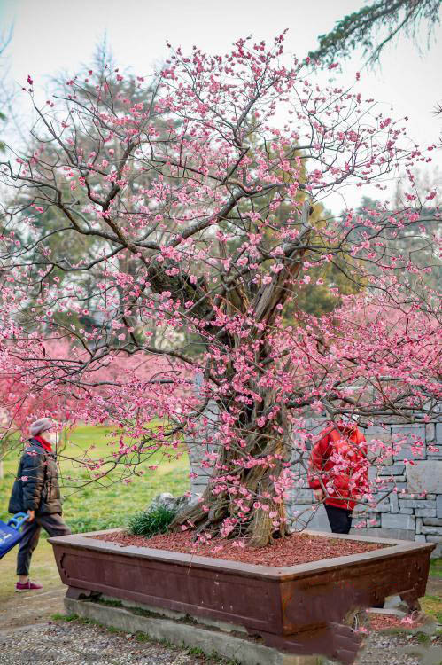 600 жыл?ы ??ара ?р?к патшасы? г?лдед?