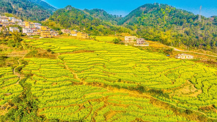 Гуйпин, Гуанси: ж?з гектар?а жуы? рапс г?лдер? ?ауаша? жарды