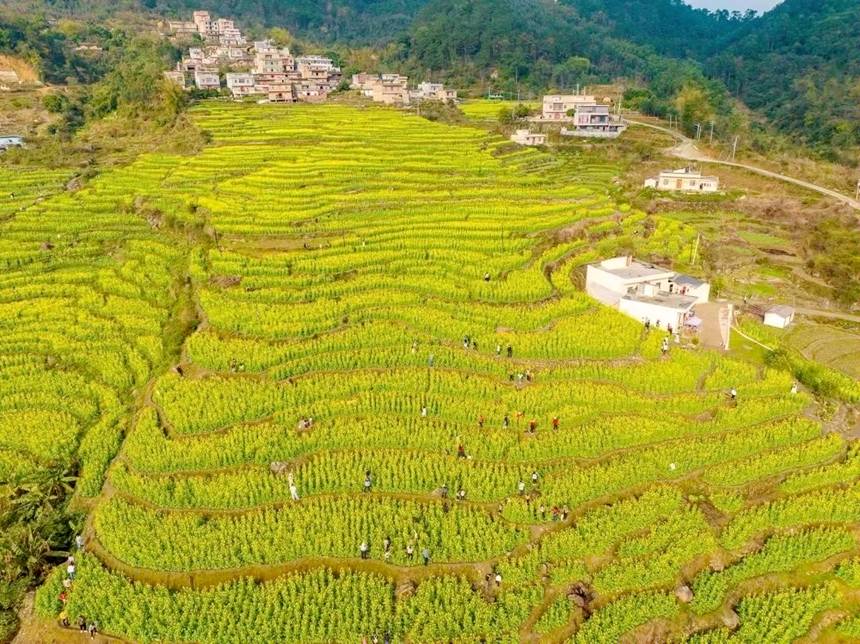 Гуйпин, Гуанси: ж?з гектар?а жуы? рапс г?лдер? ?ауаша? жарды