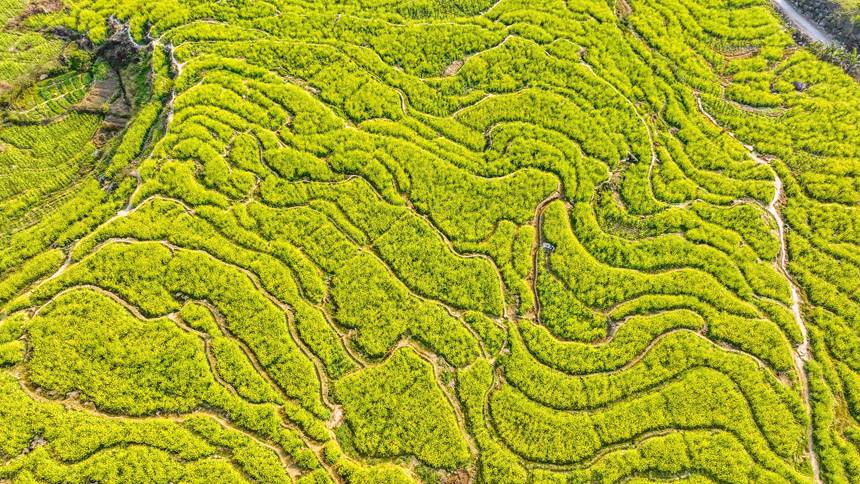 Гуйпин, Гуанси: ж?з гектар?а жуы? рапс г?лдер? ?ауаша? жарды