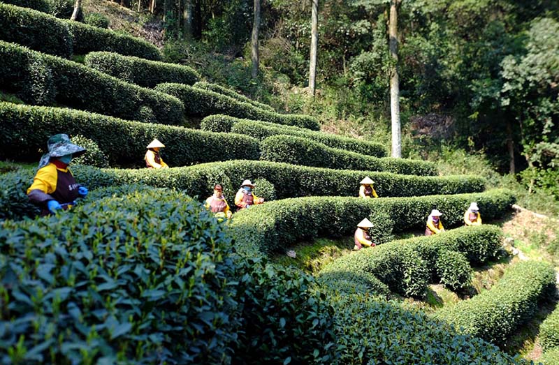 Чжэцзян ?лкес?нде ?Сиху к?л? Лонцзин? шайын теру басталды