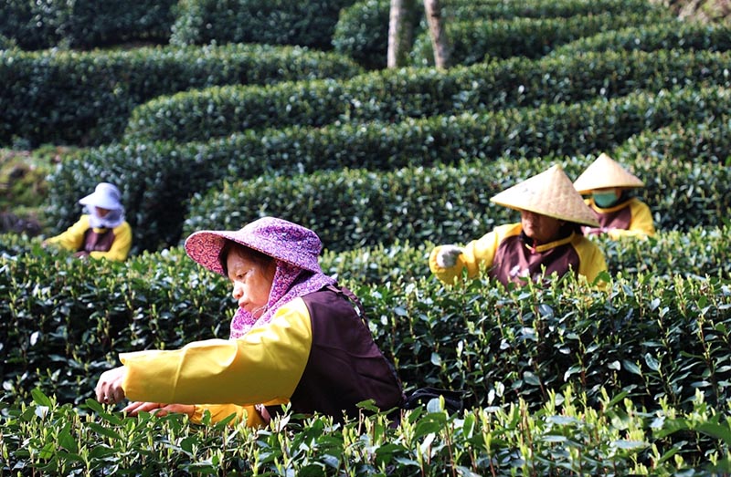 Чжэцзян ?лкес?нде ?Сиху к?л? Лонцзин? шайын теру басталды