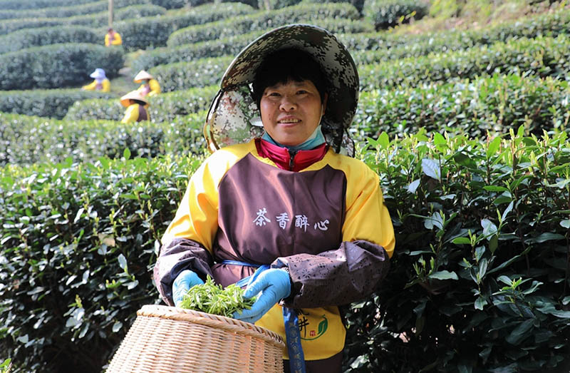 Чжэцзян ?лкес?нде ?Сиху к?л? Лонцзин? шайын теру басталды