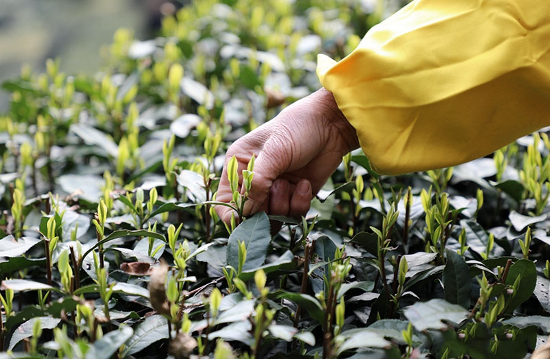 Чжэцзян ?лкес?нде ?Сиху к?л? Лонцзин? шайын теру басталды