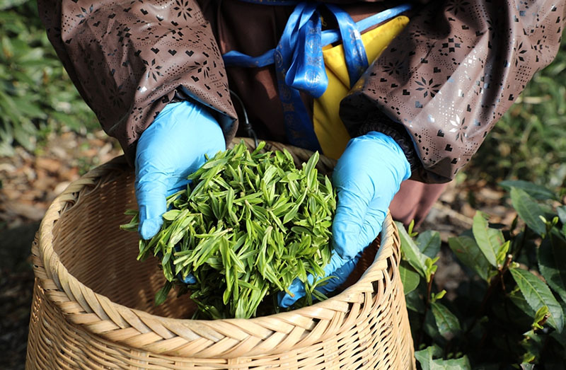 Чжэцзян ?лкес?нде ?Сиху к?л? Лонцзин? шайын теру басталды