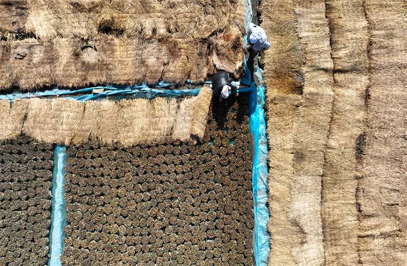 Шы?жа?да а?аш ег?п, орман отыр?ызуды? уа?ыты келд?