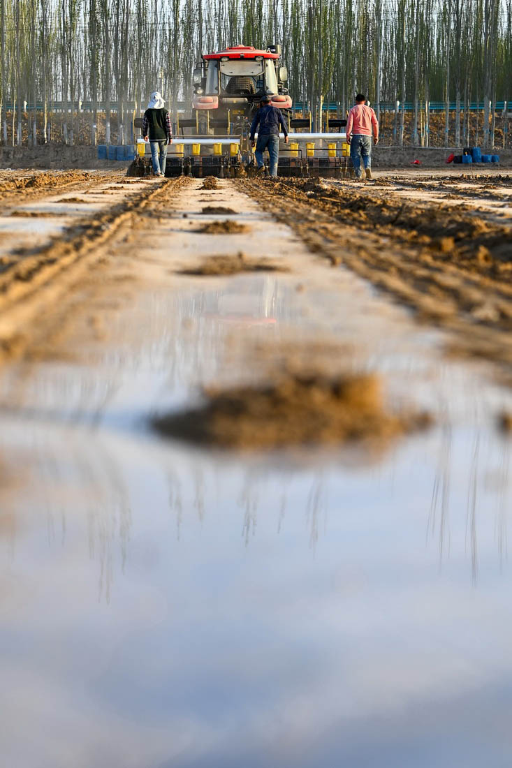 ?ытай ма?та ?нд?р?с?н?? нег?зг? аума?ында к?ктемг? ег?с басталды