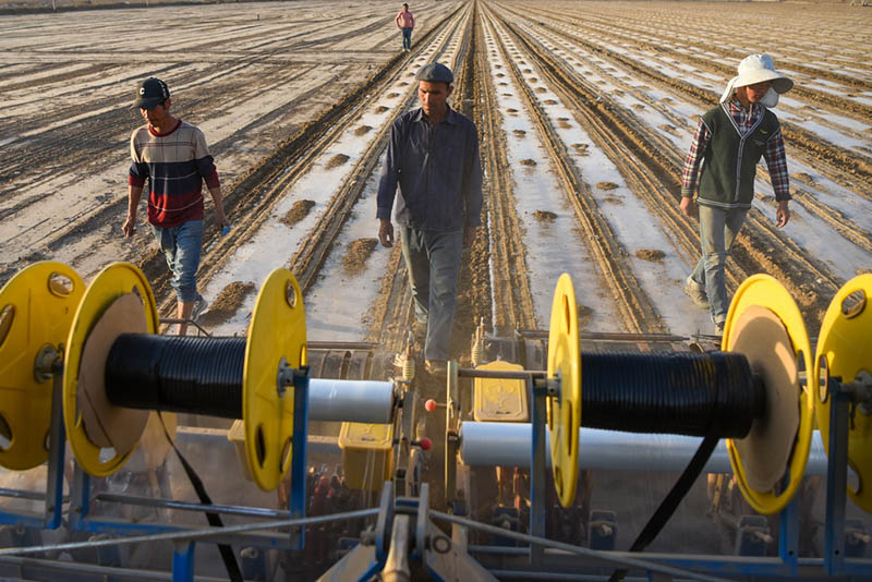 ?ытай ма?та ?нд?р?с?н?? нег?зг? аума?ында к?ктемг? ег?с басталды