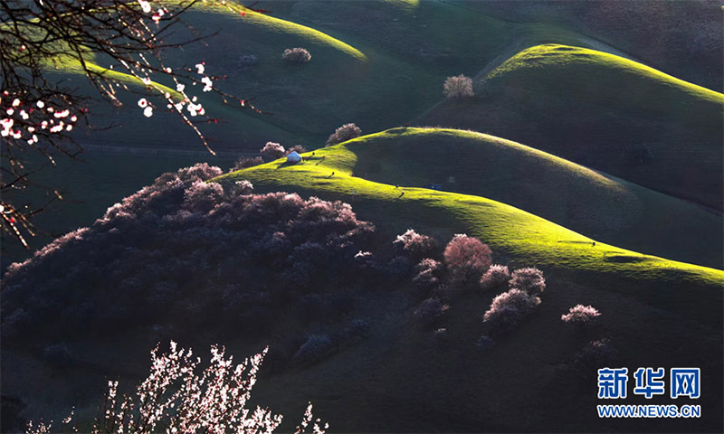 Нарат ?р?кт? сайында 2000 гектардан астам жабайы ?р?к ба?ы г?лдед?