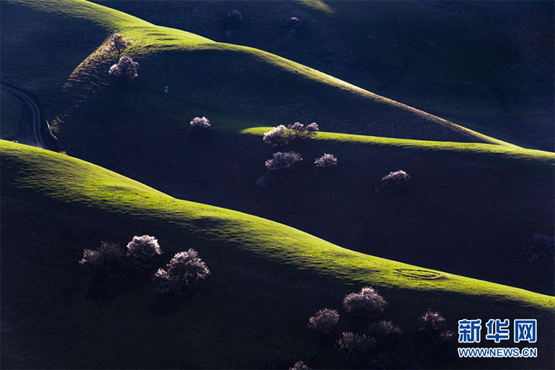 Нарат ?р?кт? сайында 2000 гектардан астам жабайы ?р?к ба?ы г?лдед?